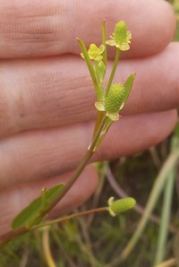 Carter's Buttercup