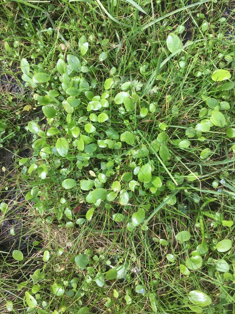 Carter's Buttercup photo 3