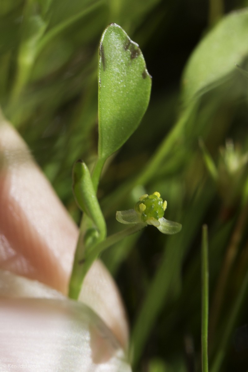 Carter's Buttercup photo 4