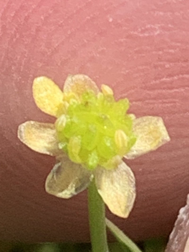 Carter's Buttercup photo 5