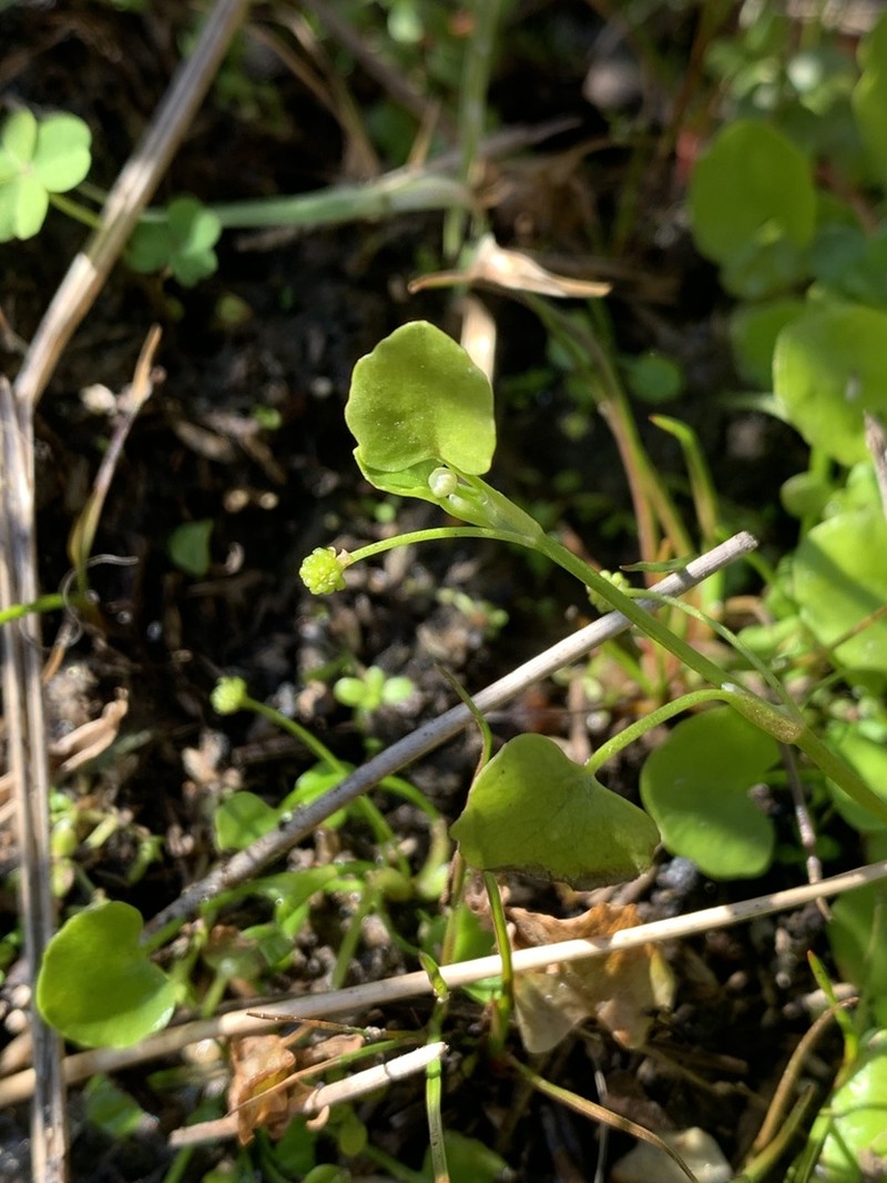 Carter's Buttercup photo 6