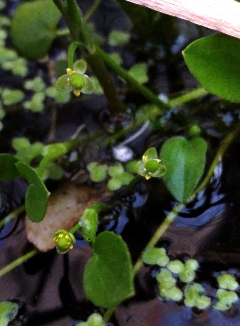 Carter's Buttercup photo 8