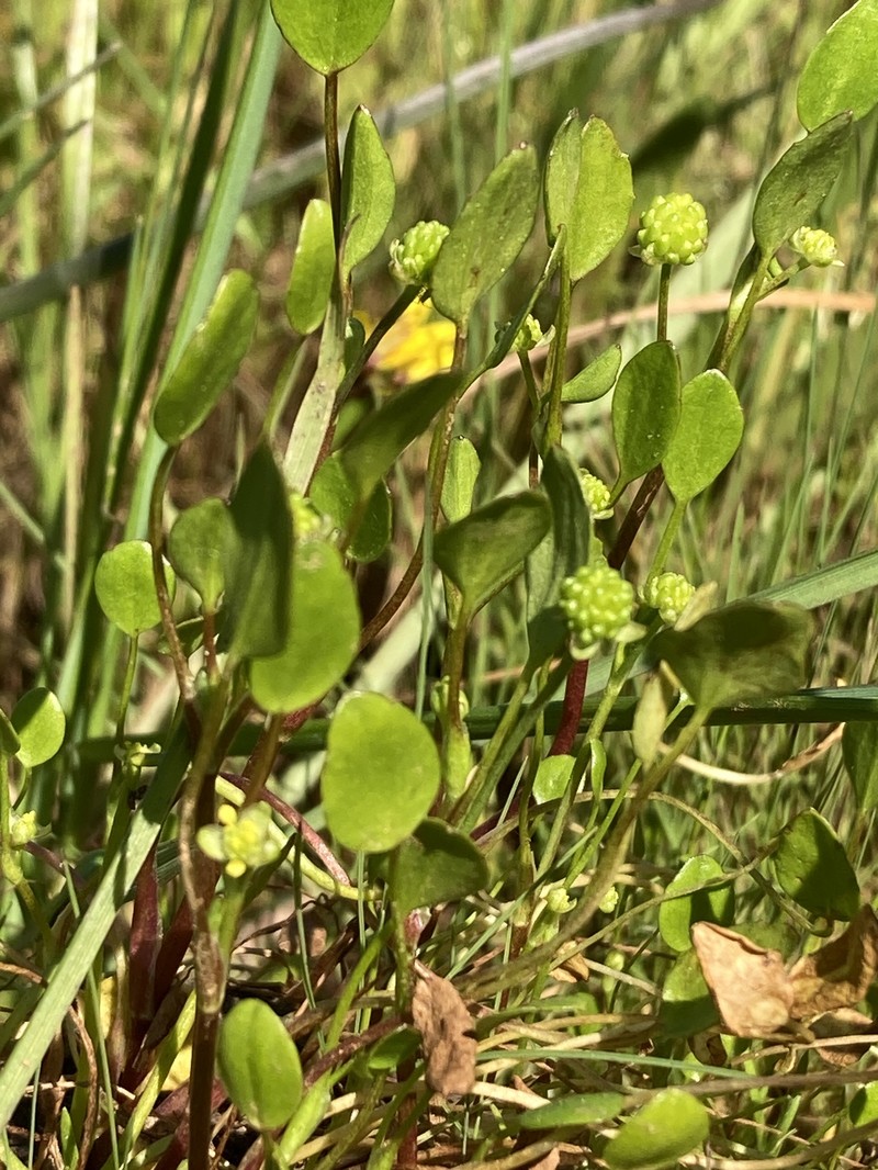Ranunculus bonariensis var. trisepalus