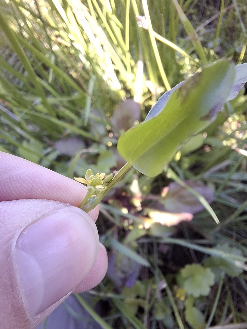 Ranunculus bonariensis var. trisepalus photo 3