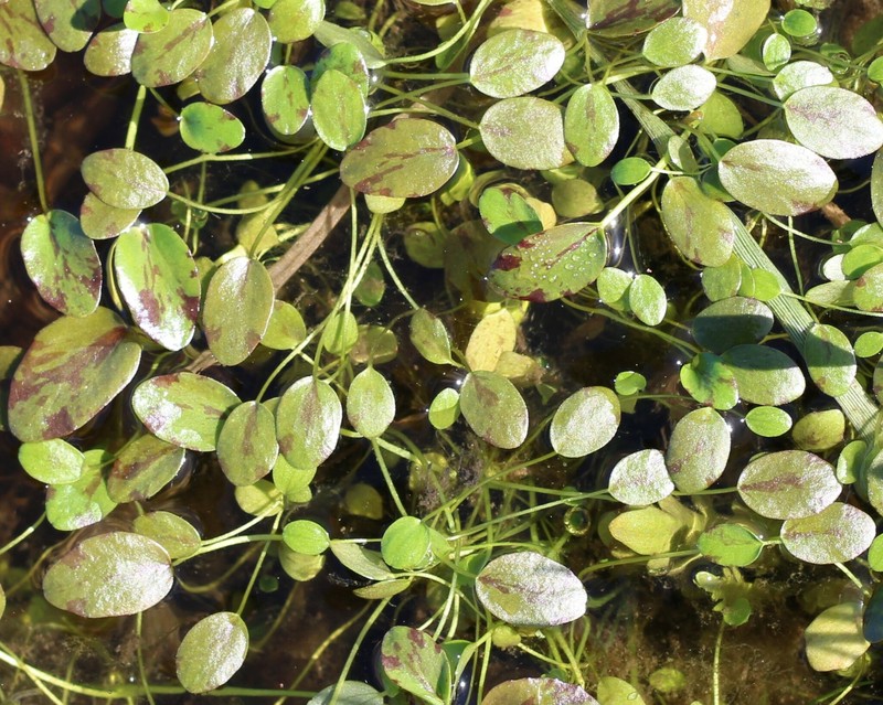 Ranunculus bonariensis var. trisepalus photo 4