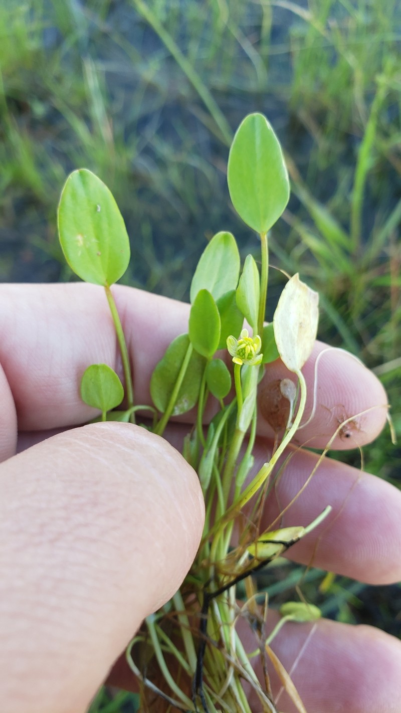 Ranunculus bonariensis var. trisepalus photo 5