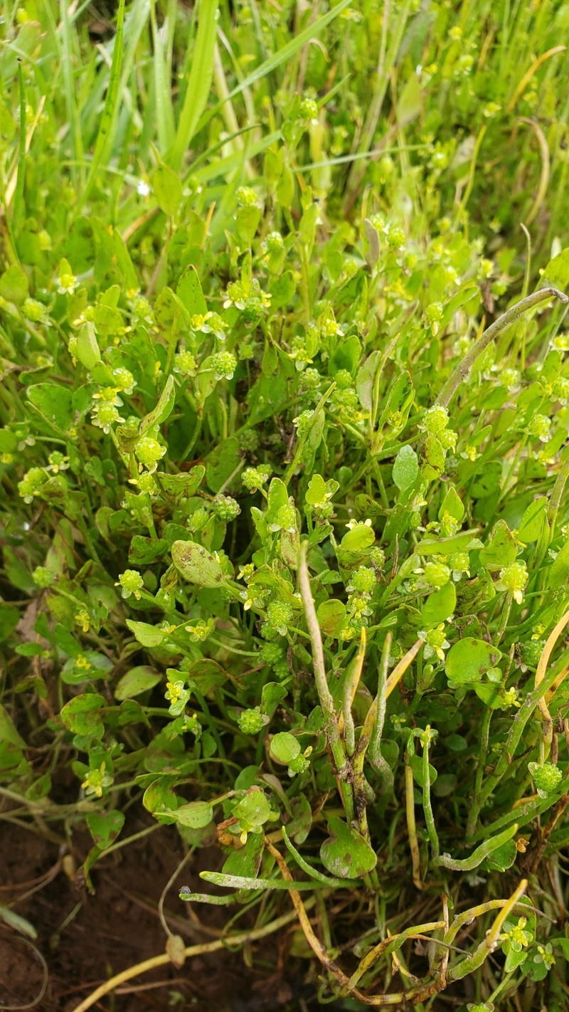 Ranunculus bonariensis var. trisepalus photo 6