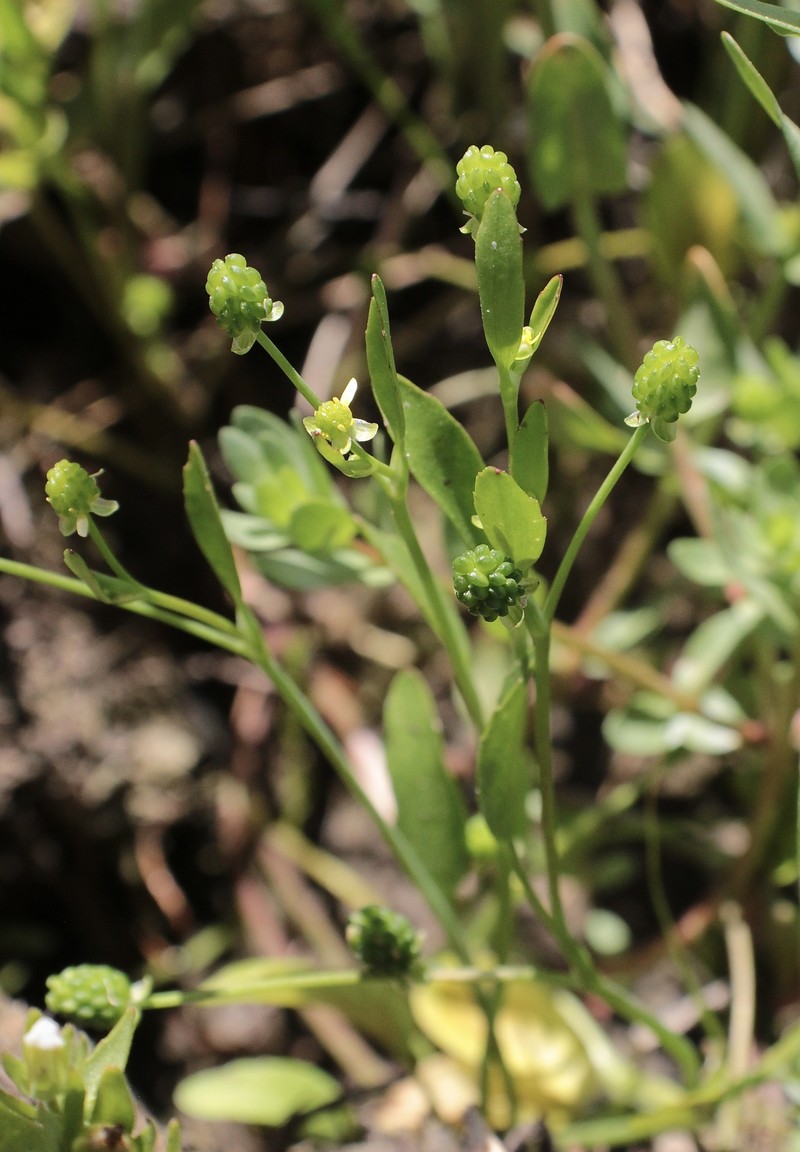 Ranunculus bonariensis var. trisepalus photo 7