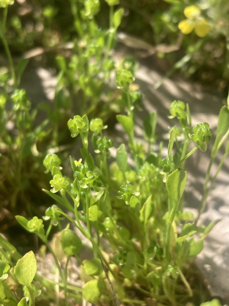 Ranunculus bonariensis var. trisepalus photo 8