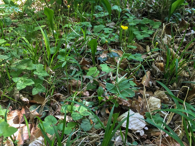 Ranunculus borchers-kolbiae