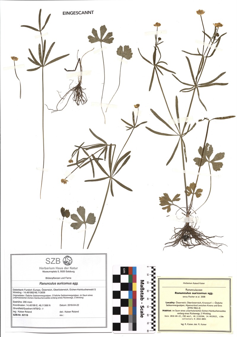 Ranunculus borchers-kolbiae photo 2