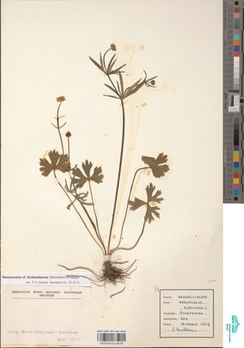 Ranunculus brabantianus