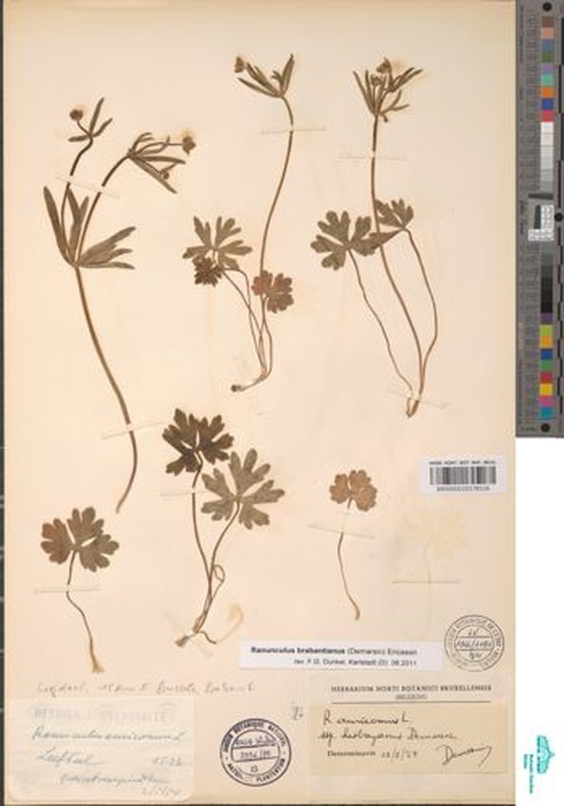 Ranunculus brabantianus photo 2