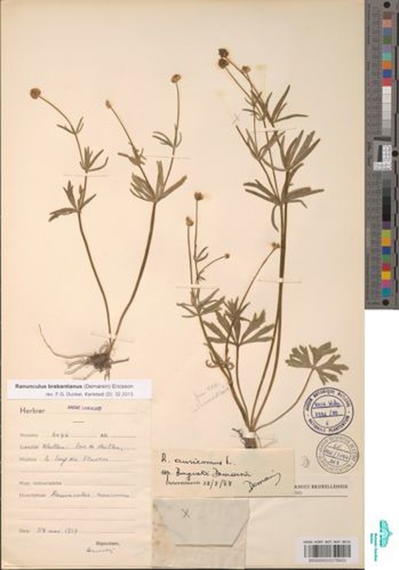 Ranunculus brabantianus photo 3