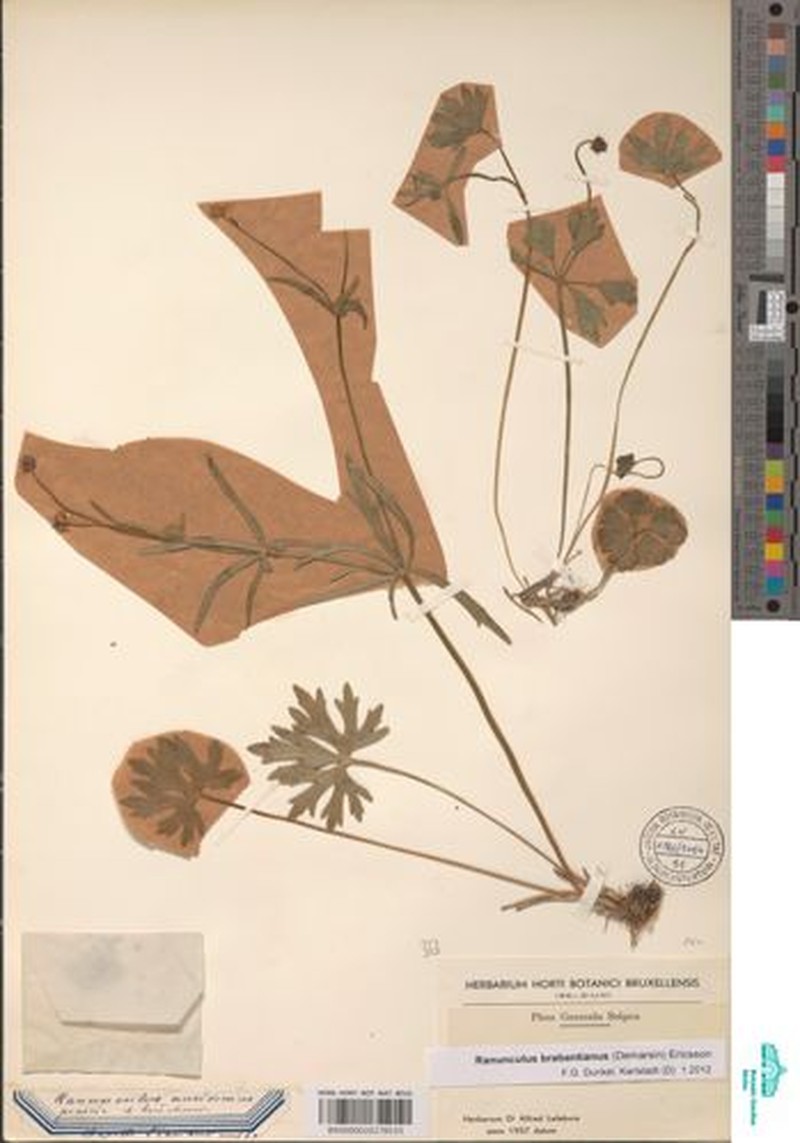 Ranunculus brabantianus photo 4