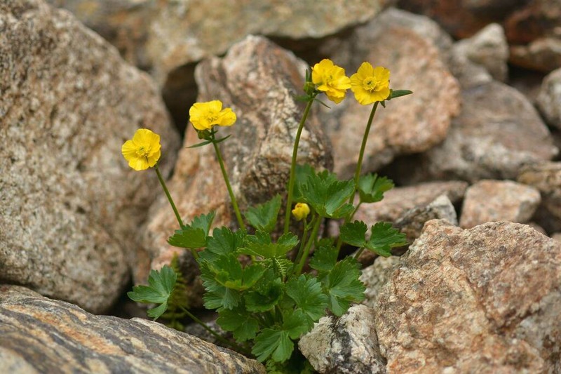 Ranunculus brachylobus