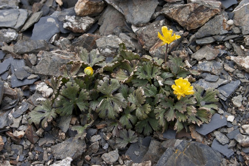 Ranunculus brachylobus photo 2