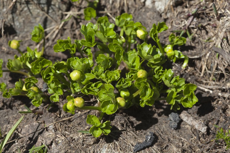 Ranunculus brachylobus photo 3