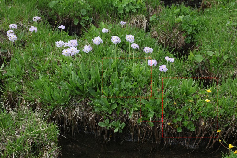 Ranunculus brachylobus photo 4