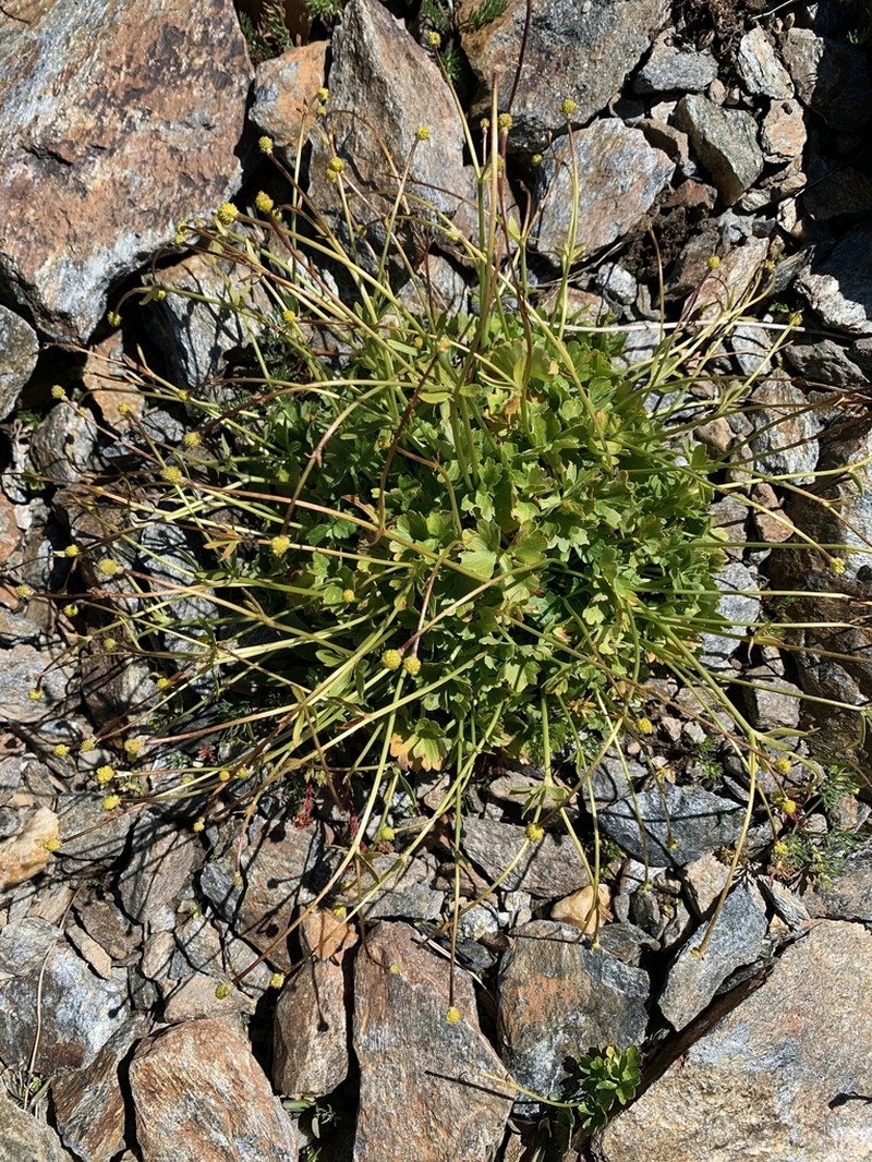 Ranunculus brachylobus photo 5