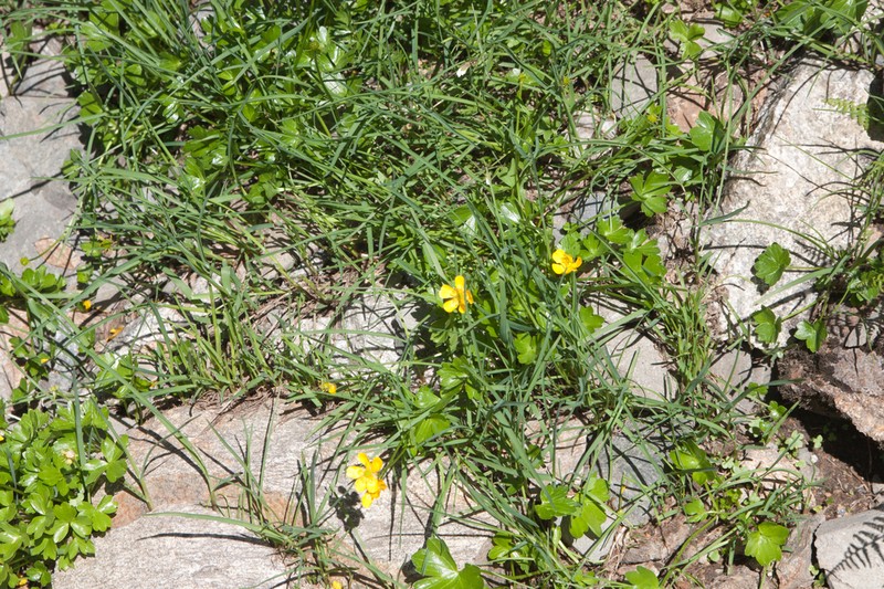 Ranunculus brachylobus photo 6