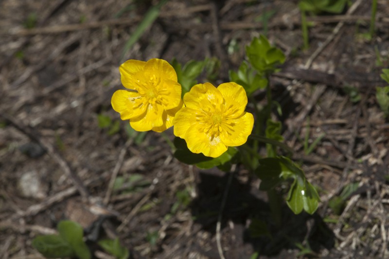 Ranunculus brachylobus photo 7