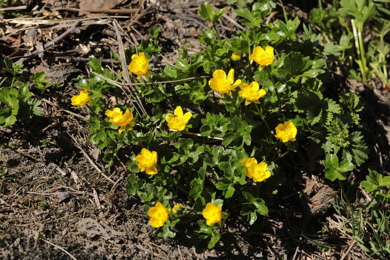 Ranunculus brachylobus photo 8