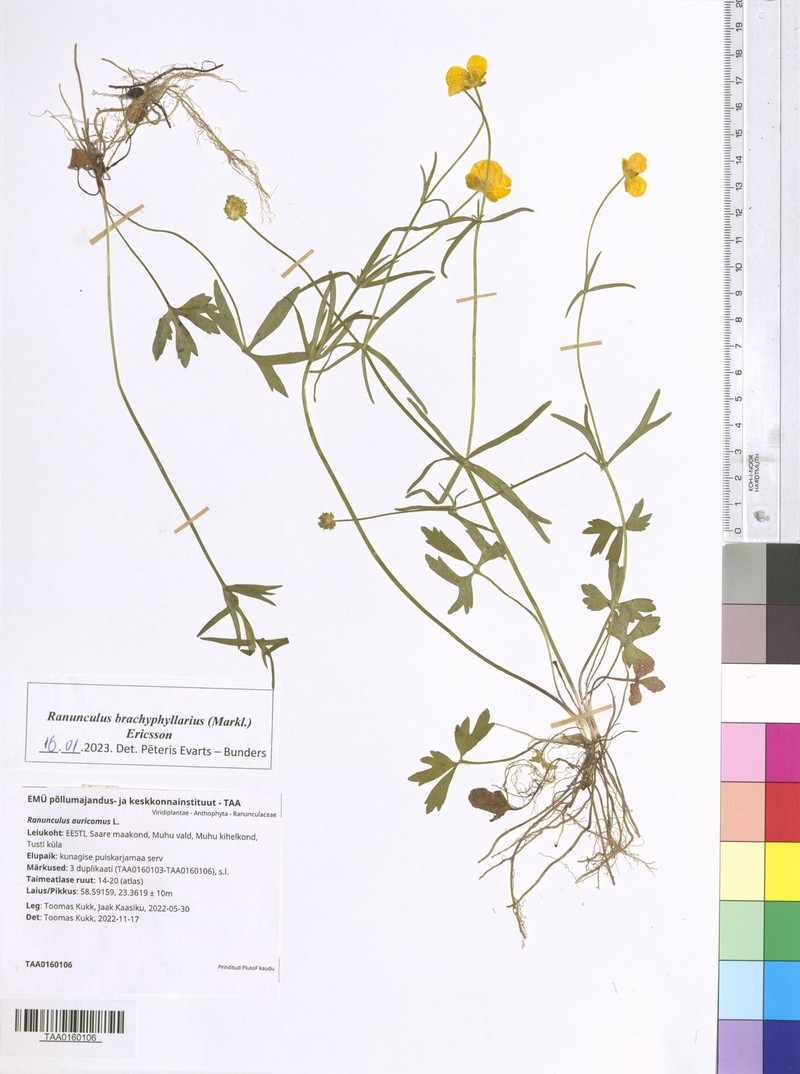 Ranunculus brachyphyllarius