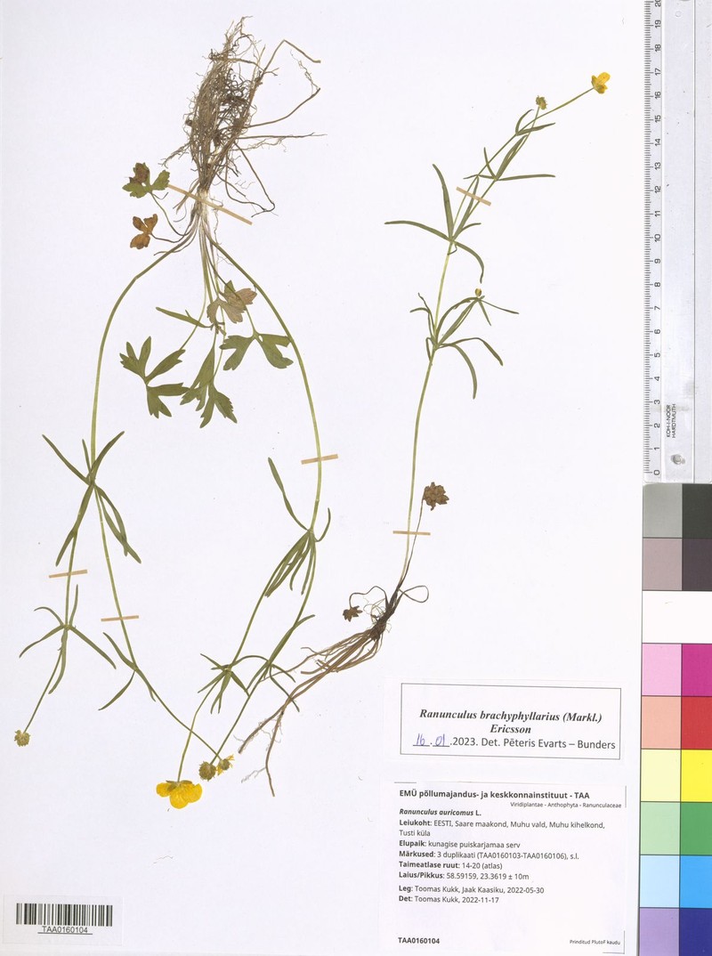 Ranunculus brachyphyllarius photo 2