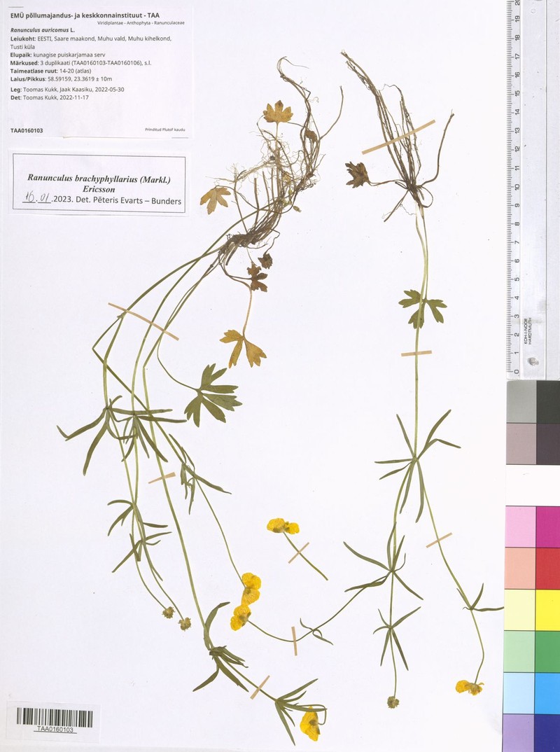 Ranunculus brachyphyllarius photo 3