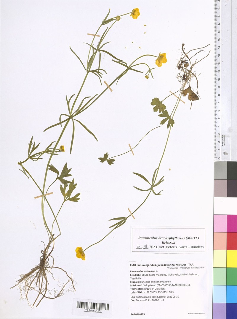 Ranunculus brachyphyllarius photo 4
