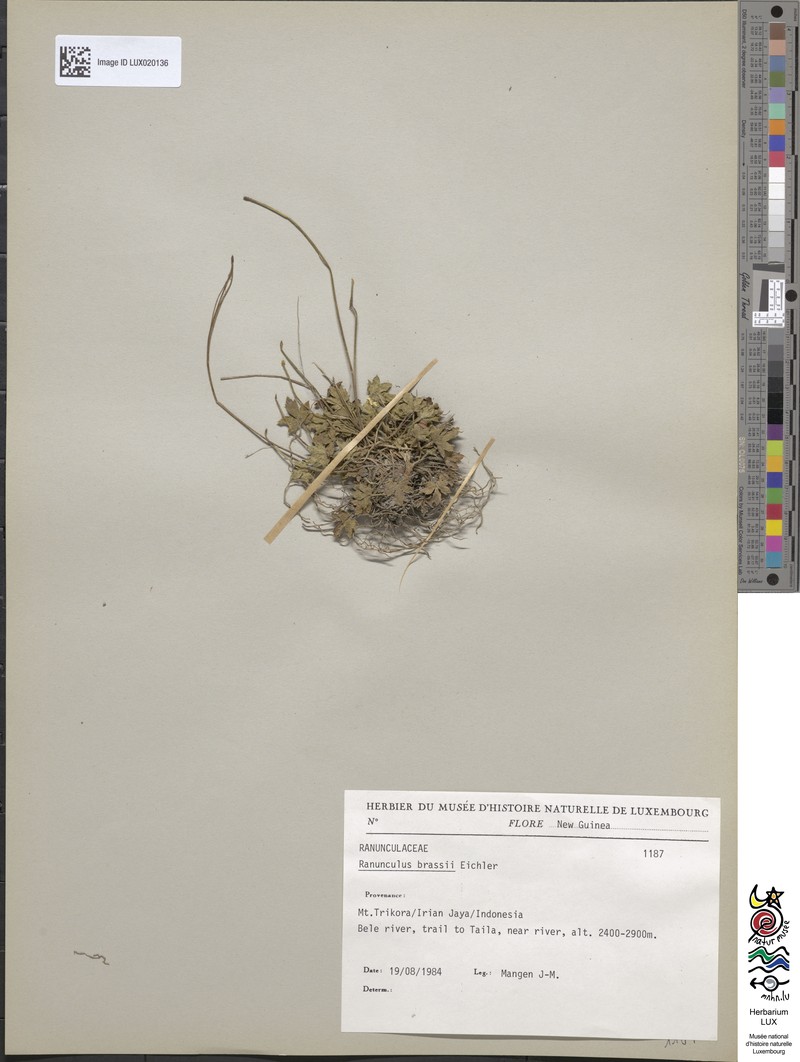 Ranunculus brassii