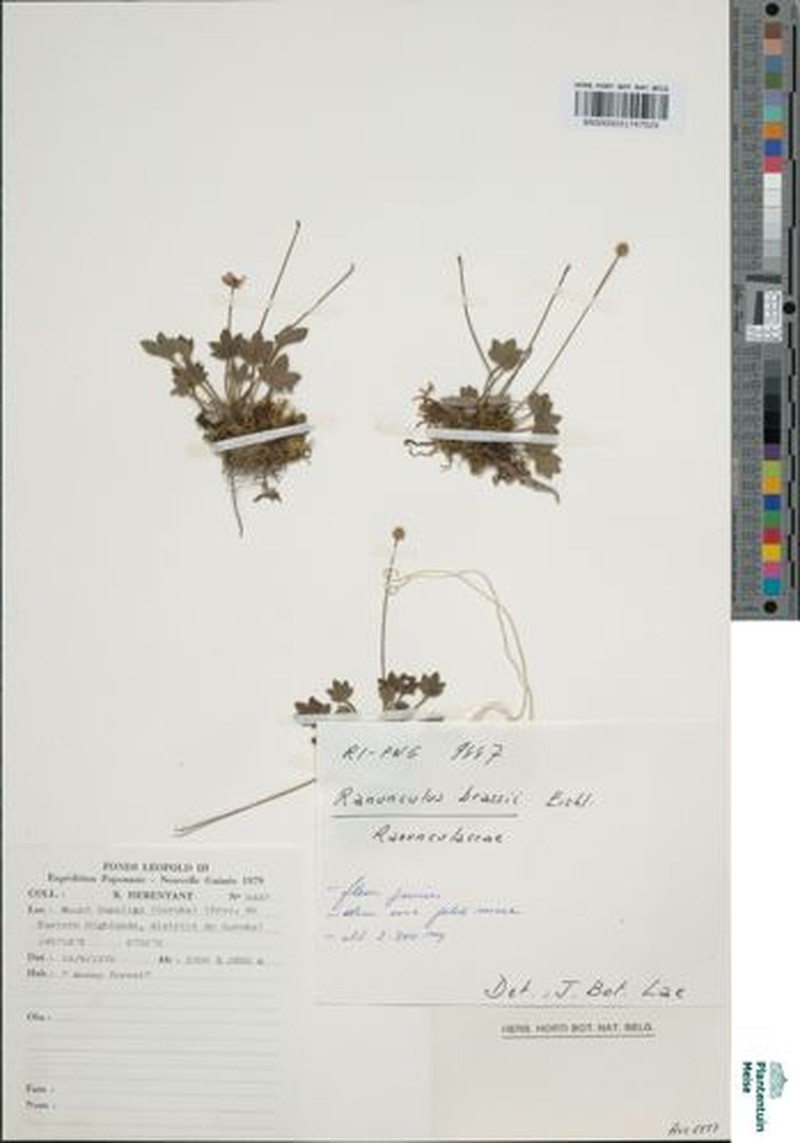 Ranunculus brassii photo 2