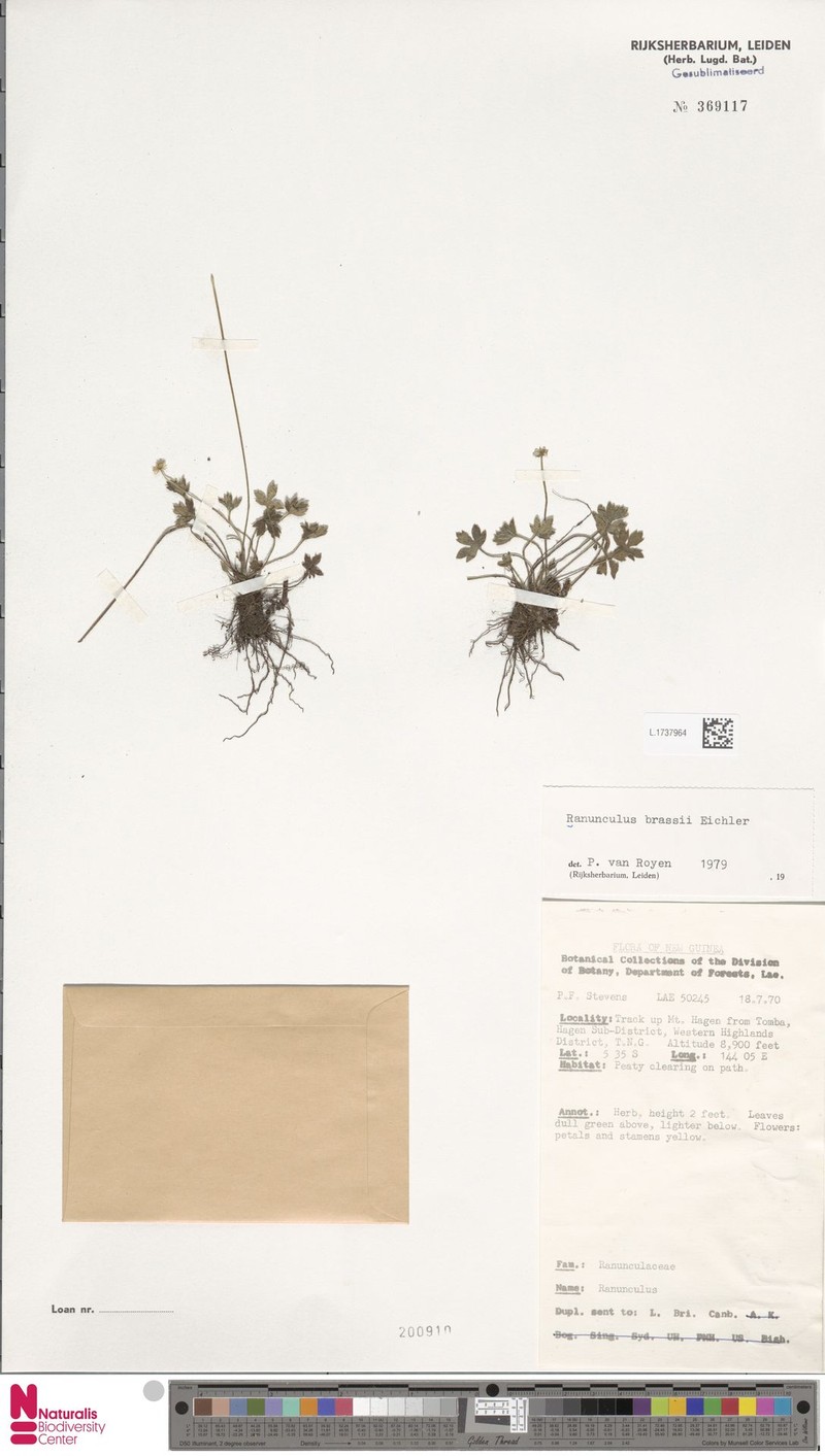 Ranunculus brassii photo 3
