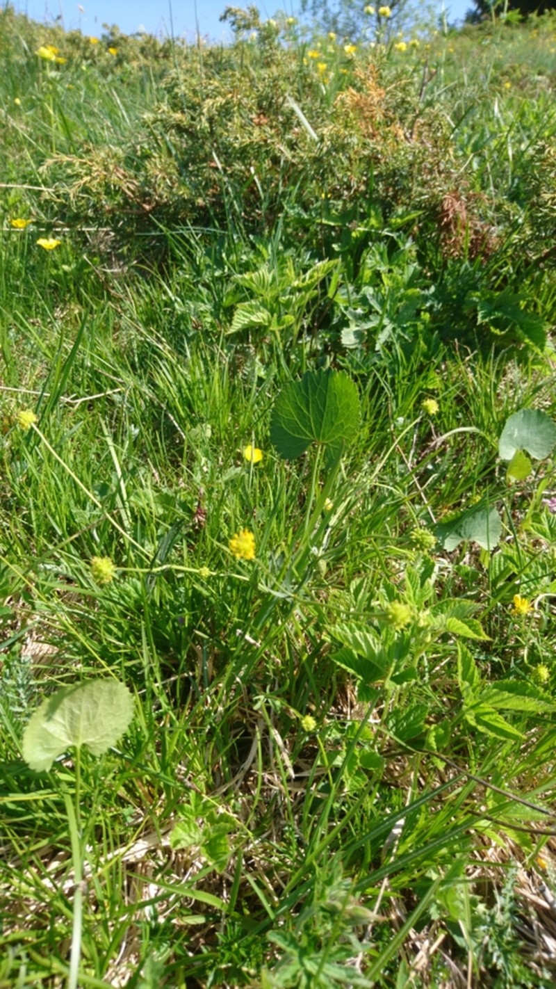 Ranunculus braun-blanquetii