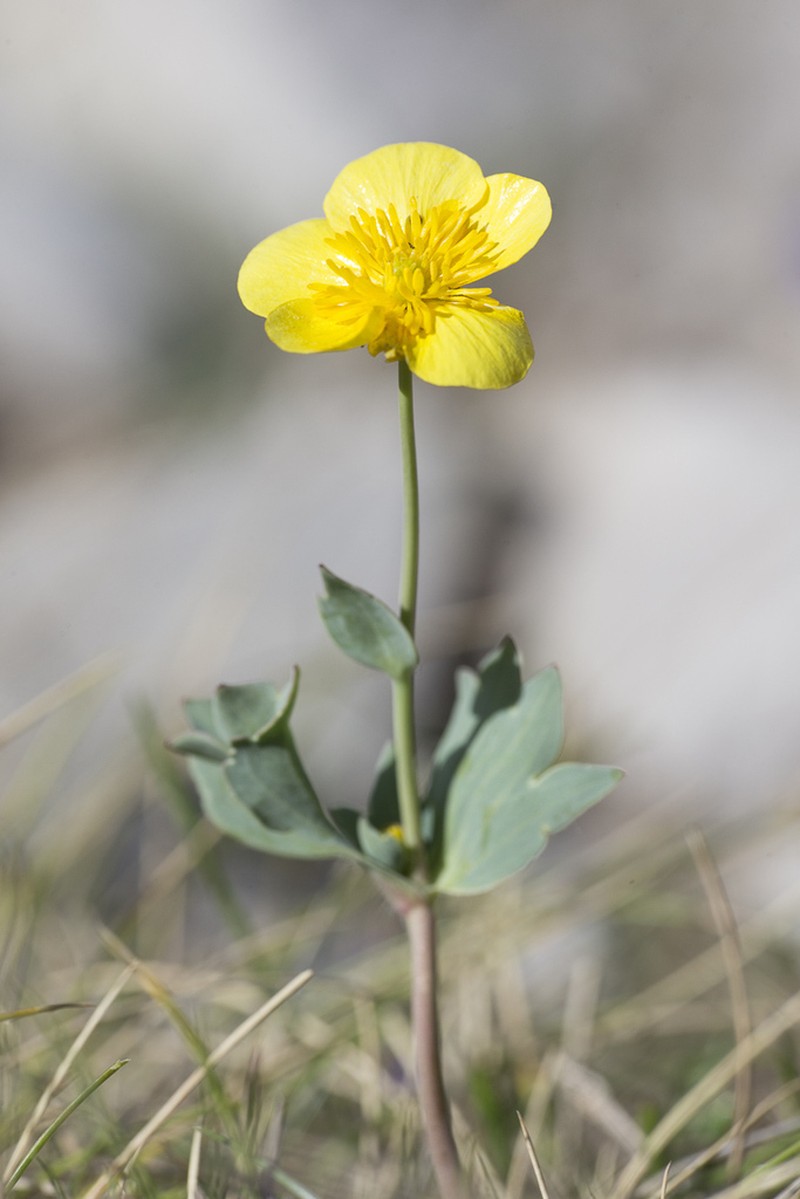 Ranunculus brevifolius