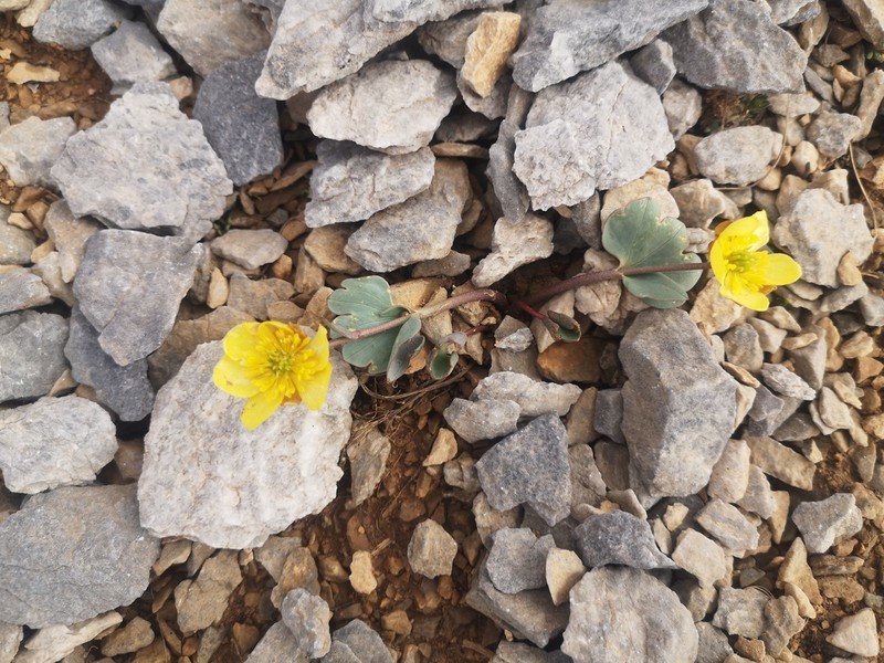 Ranunculus brevifolius photo 2