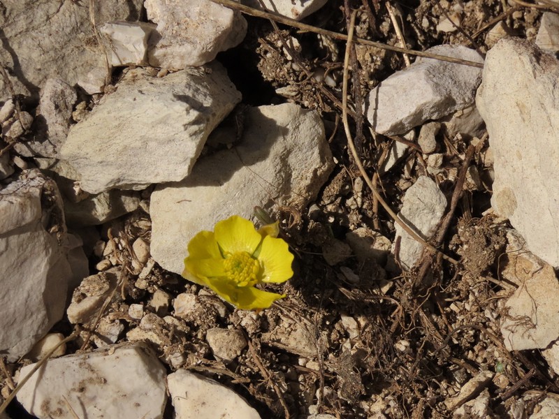 Ranunculus brevifolius photo 3