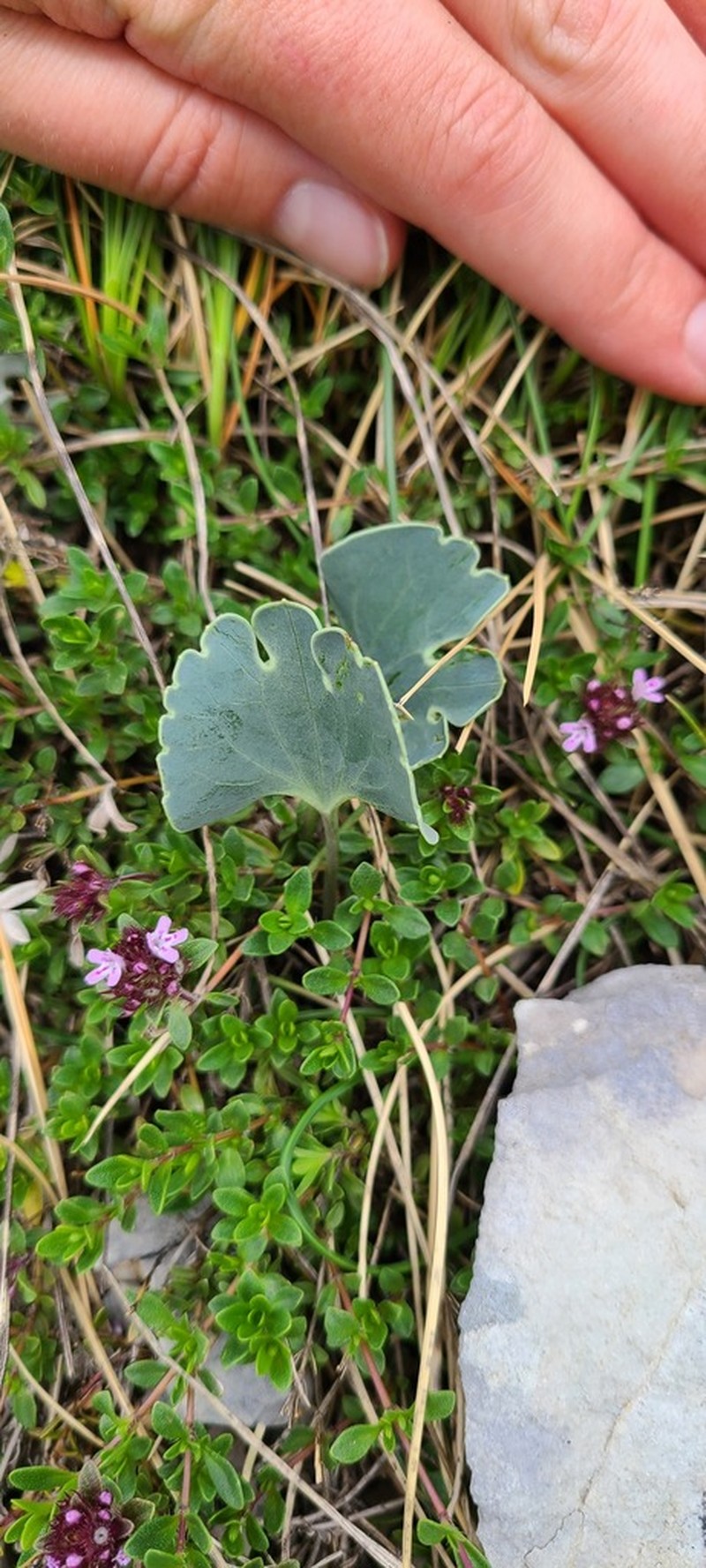 Ranunculus brevifolius photo 4