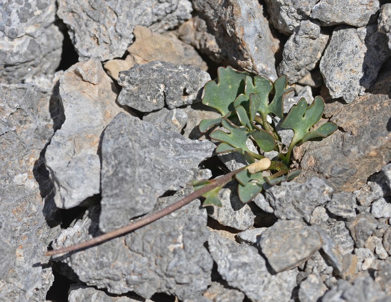 Ranunculus brevifolius photo 5