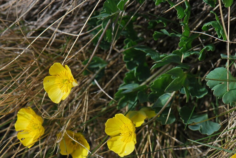 Ranunculus brevifolius photo 6