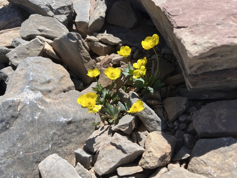 Ranunculus brevifolius photo 8