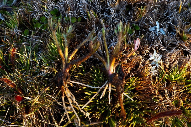 Ranunculus brevis