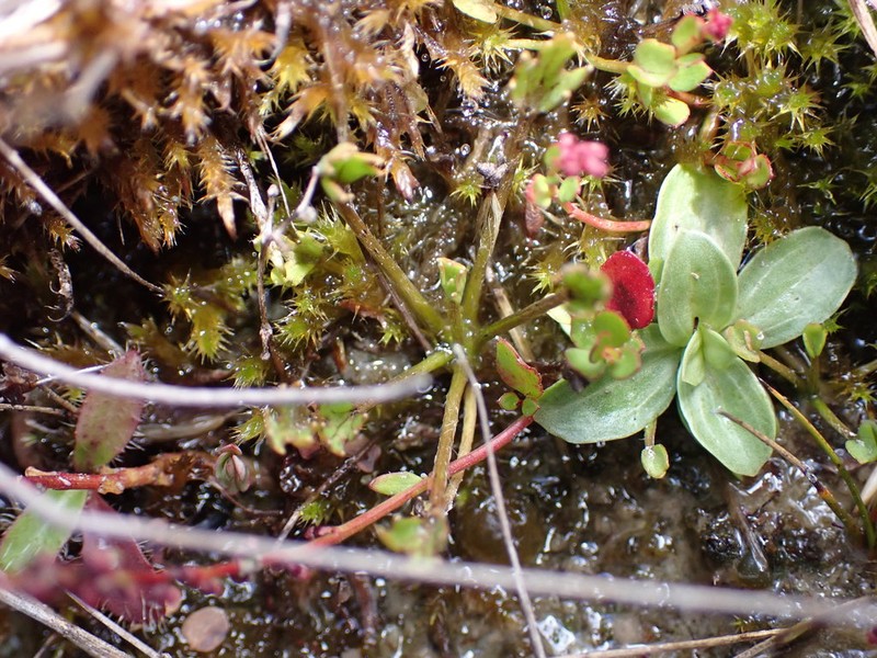 Ranunculus brevis photo 2