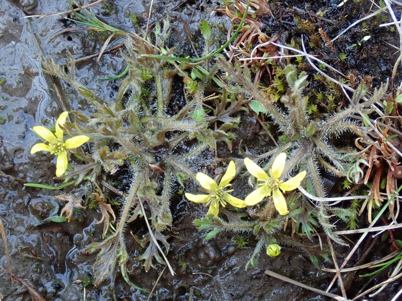 Ranunculus brevis photo 3