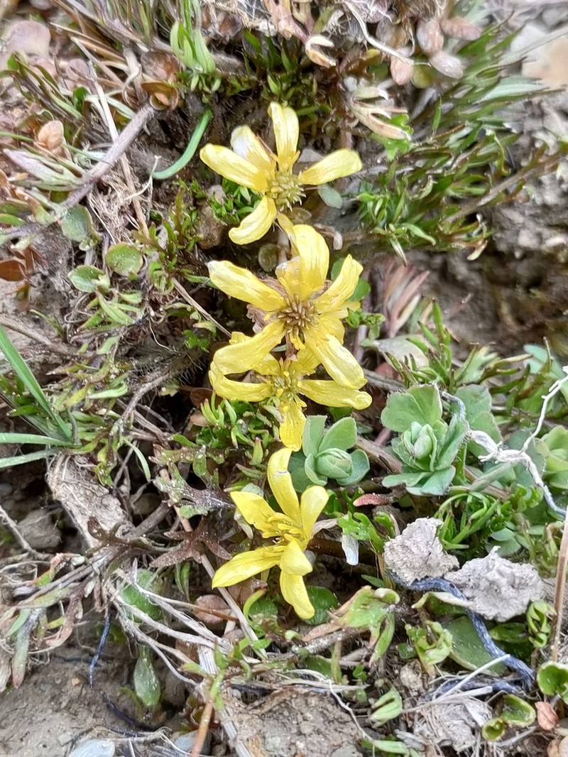 Ranunculus brevis photo 4