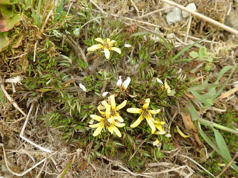 Ranunculus brevis photo 5