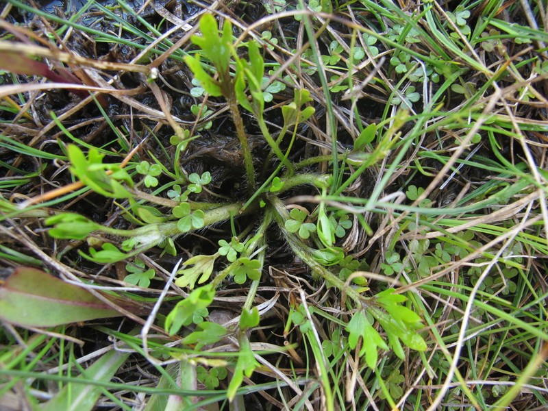 Ranunculus brevis photo 6