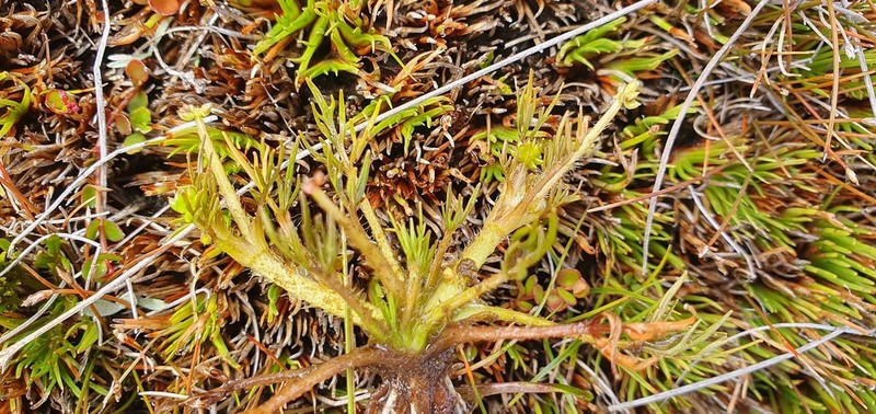 Ranunculus brevis photo 7