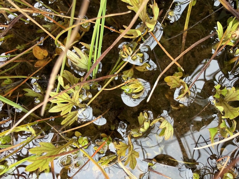 Ranunculus brevis photo 8